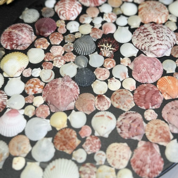 50 Colorful FLORIDA CALICO SCALLOPS SHELLS CRAFTING DIY COLLECTING MIXED LOT - Picture 6 of 17